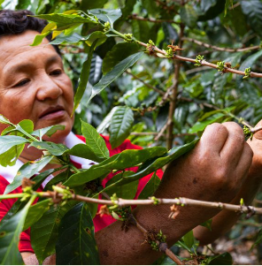 Cauca, Colombia Decaf - 26 oz
